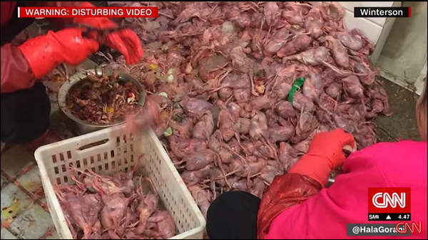 중국 우한 동물 고기 도매 시장 (4).jpg